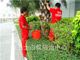 龙岗布吉马山新村白蚁防治服务