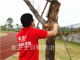 深圳罗湖区金城华庭白蚁防治服务