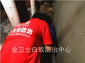 兄弟高登眼镜店面白蚁防治服务